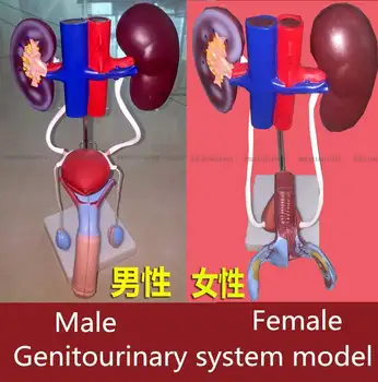 médico do sistema Geniturinário modelo feminino masculino homem médico humanos das mulheres Visceral anatomia modelo de formação em educação aparelho urinário
