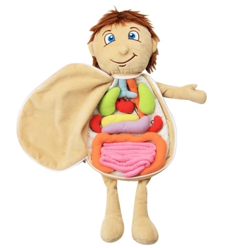 Crianças Montados De Pelúcia Órgãos Do Corpo Brinquedo Corpo Humano Anatomia De Pelúcia Boneca Ensino De Ciências Aids Ferramenta De Brinquedos Educativos