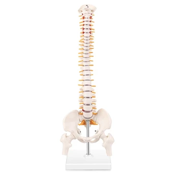 Miniatura Coluna Anatomia Modelo, De 15,5 Polegadas Mini Coluna Vertebral Modelo Com Os Nervos Espinhais, Pelve, Fêmur, Montado Sobre Uma Base