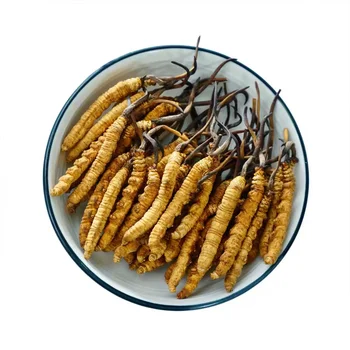 Simulação de Alimentos Cordyceps Sinensis Do Tibete, Himalaia Cordyceps Sinensis Presentes de Aniversário 100pcs/bag